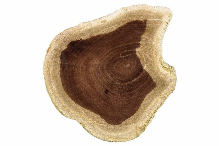 Polished Petrified Wood Slice - McDermitt, Oregon #252987